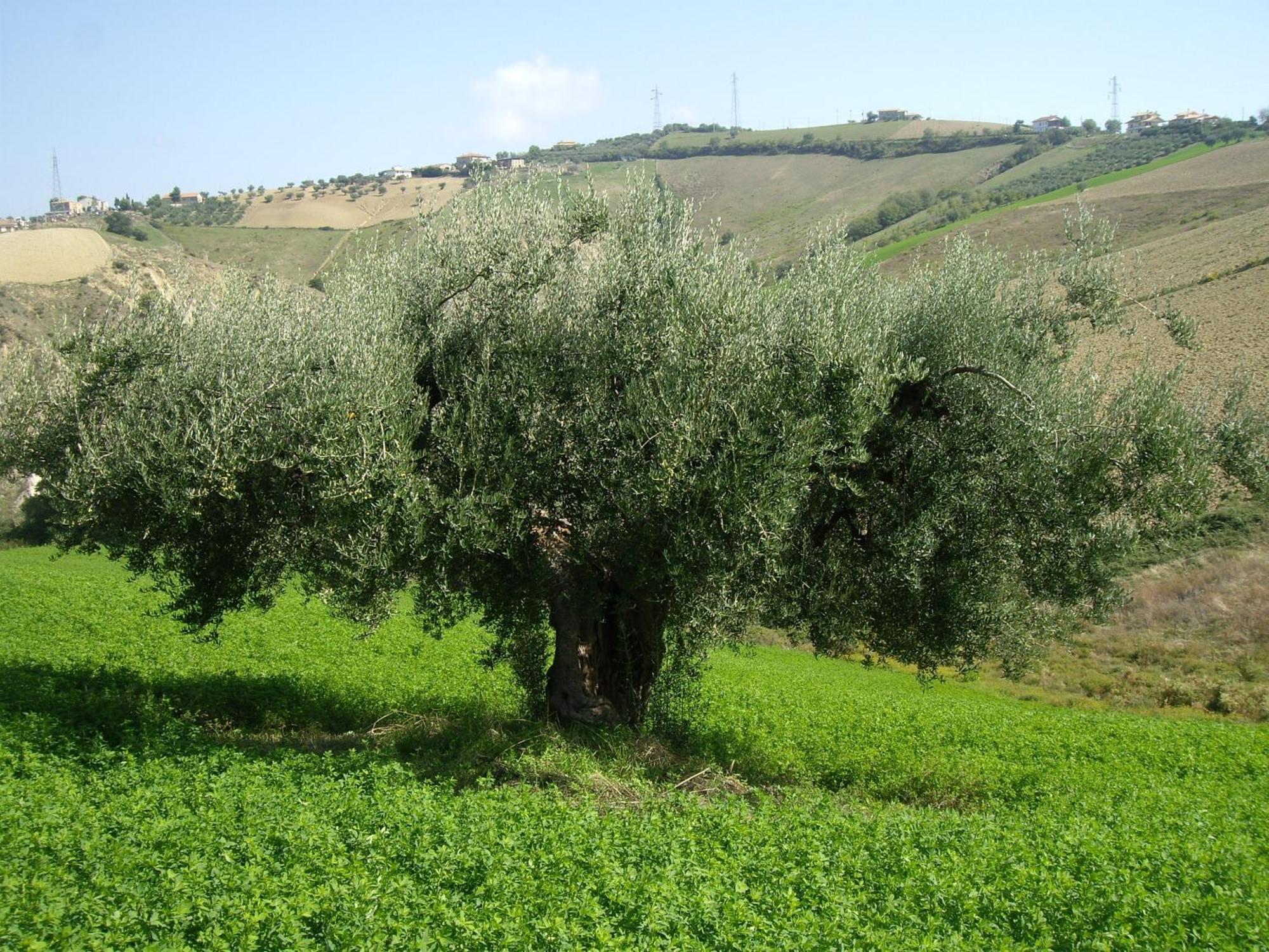 Agriturismo Il Borgo Degli Ulivi Roseto Degli Abruzzi Exterior photo