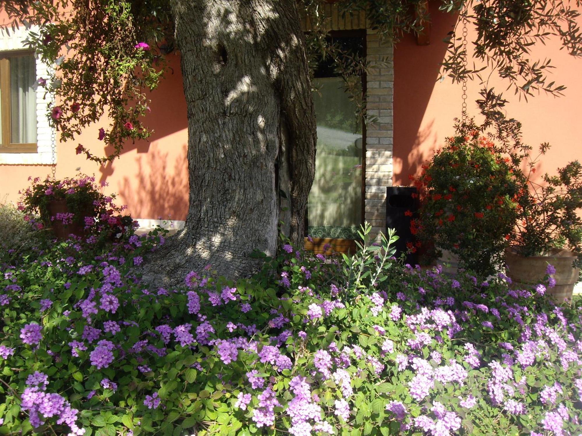 Agriturismo Il Borgo Degli Ulivi Roseto Degli Abruzzi Exterior photo