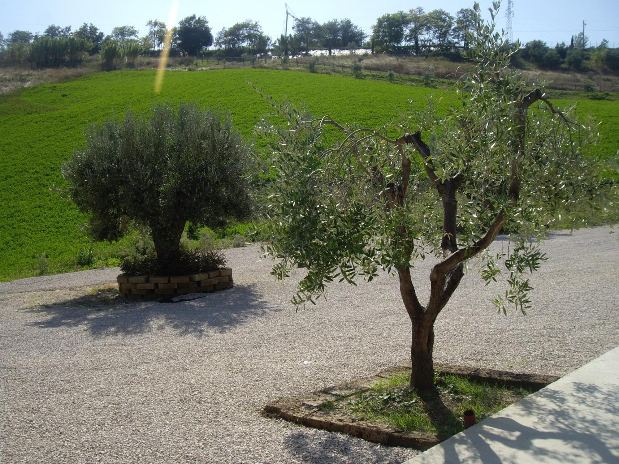 Agriturismo Il Borgo Degli Ulivi Roseto Degli Abruzzi Exterior photo