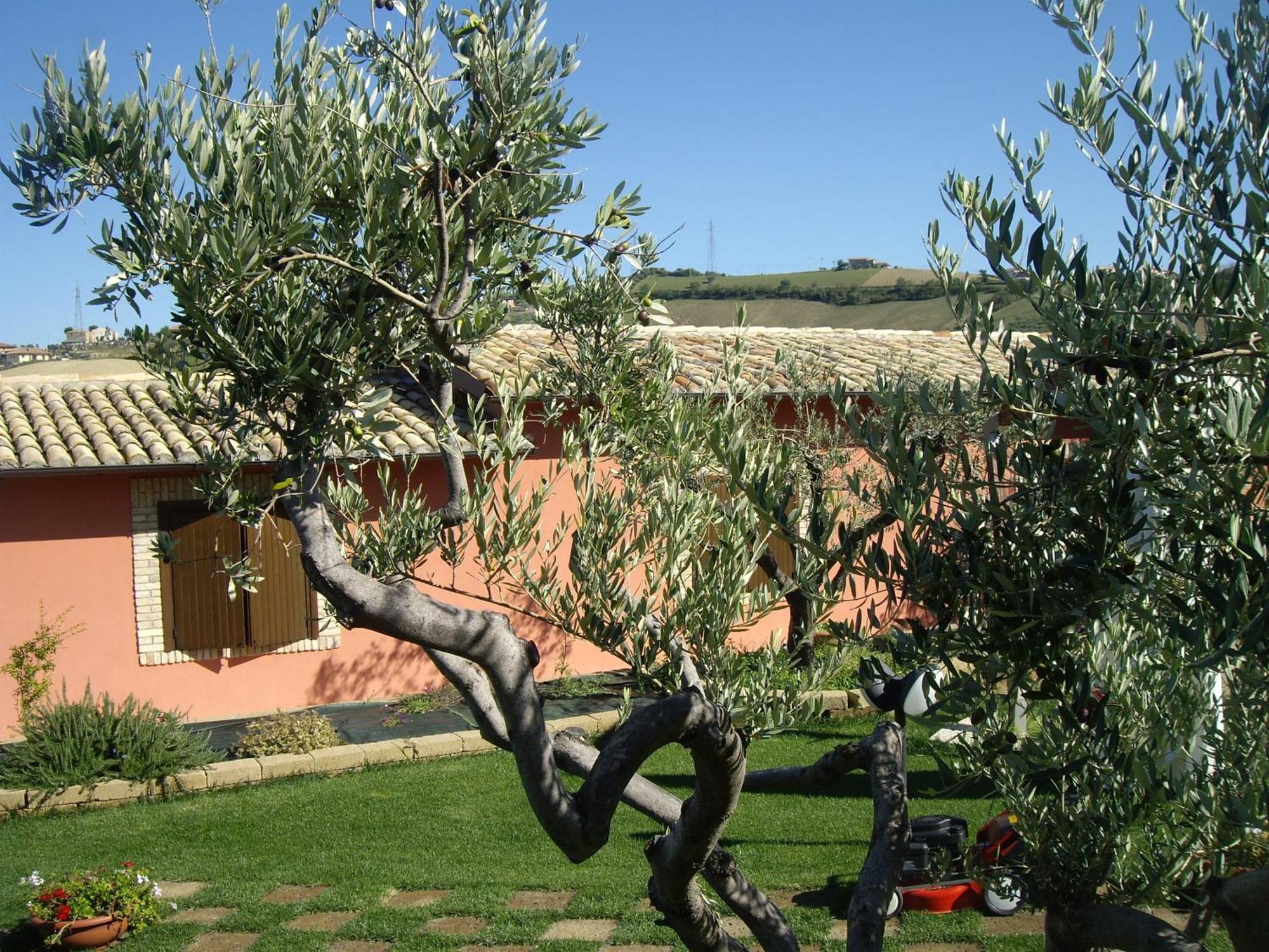 Agriturismo Il Borgo Degli Ulivi Roseto Degli Abruzzi Exterior photo