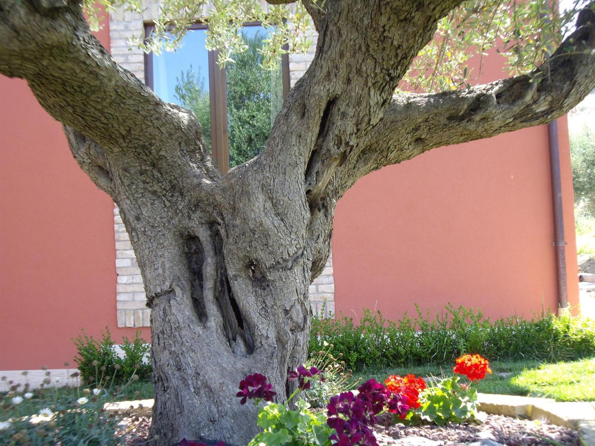 Agriturismo Il Borgo Degli Ulivi Roseto Degli Abruzzi Exterior photo